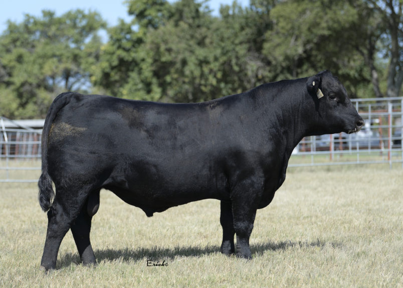 Star Creek Angus – Angus Cattle Seedstock Ranch | Angus Bull & Female ...