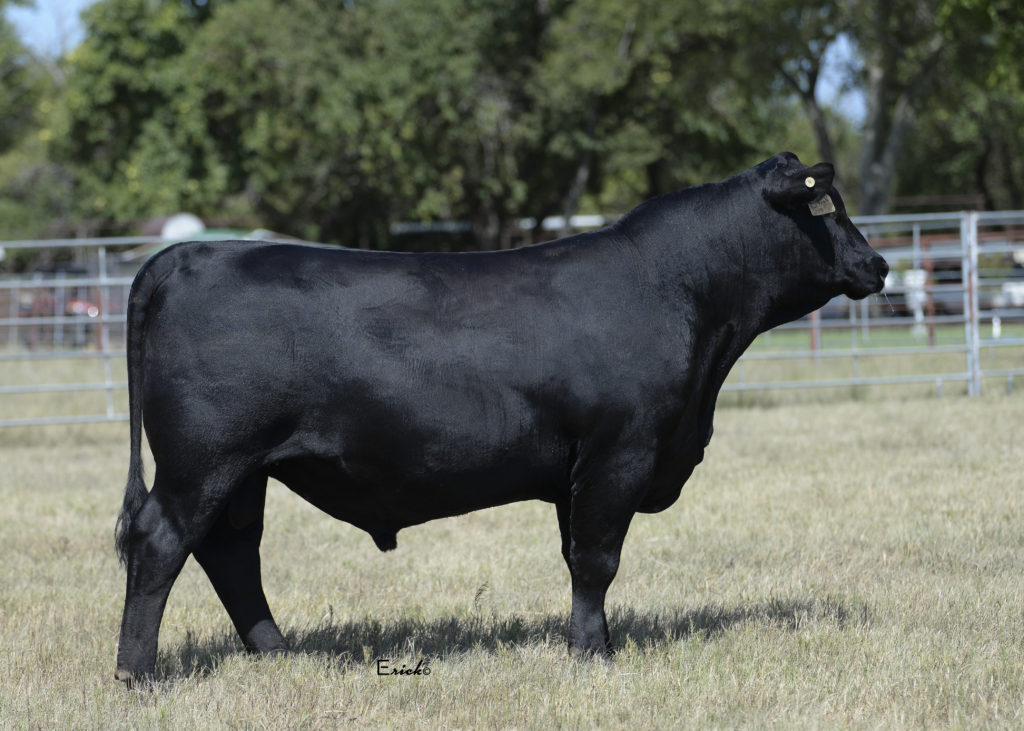 Annual Sale | Star Creek Angus