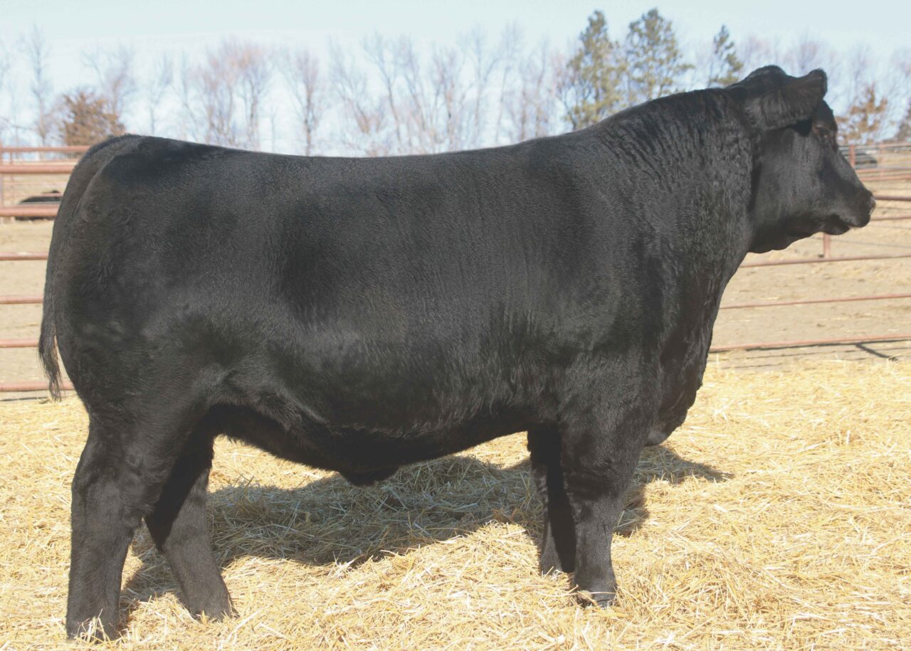 Herd Sires | Star Creek Angus – Angus Cattle Seedstock Ranch