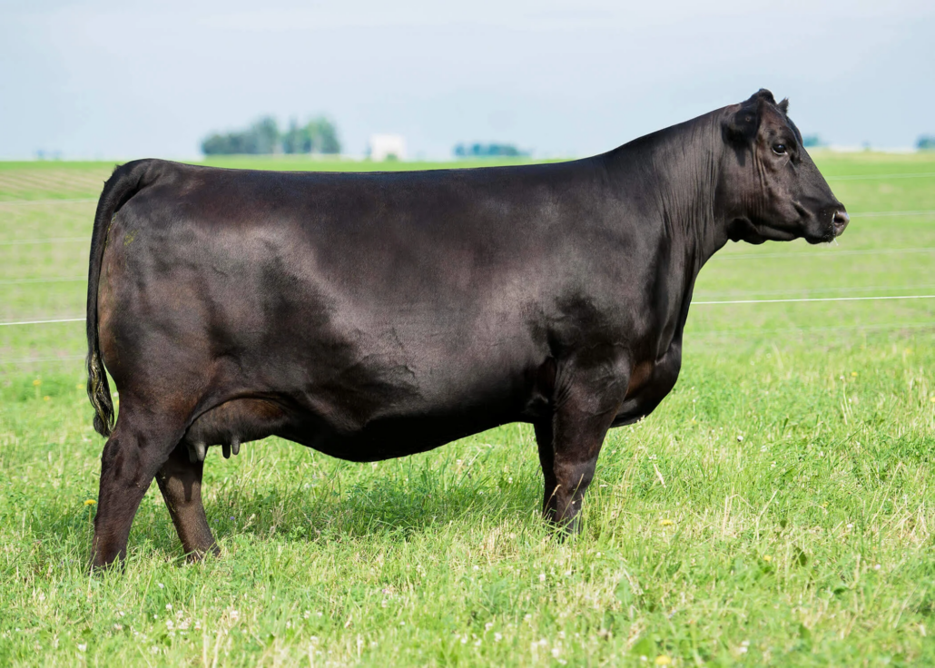 SAV+Abigale+214-dam of Star Creek Abigale 1086